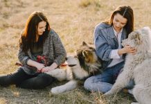 Кинологический лагерь: польза для дрессировки собак