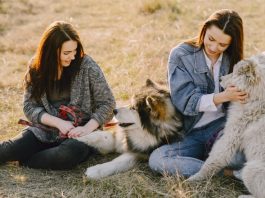 Кинологический лагерь: польза для дрессировки собак
