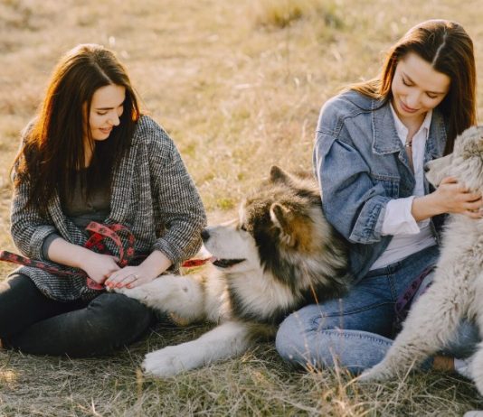 Кинологический лагерь: польза для дрессировки собак