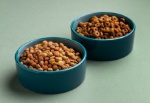 Что важно знать о сухом корме для кошек: выбираем с умом и заботой