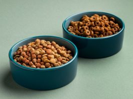 Что важно знать о сухом корме для кошек: выбираем с умом и заботой