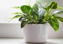 Зеленые лекари: как комнатные растения оздоравливают тело и душу