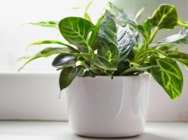 Зеленые лекари: как комнатные растения оздоравливают тело и душу