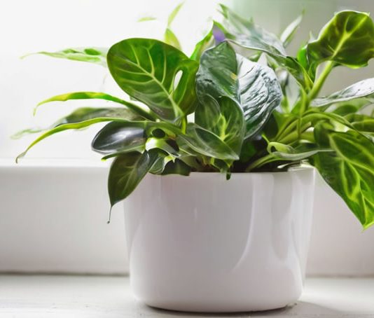 Зеленые лекари: как комнатные растения оздоравливают тело и душу