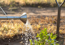 Как сэкономить на поливе участка с помощью абиссинской скважины