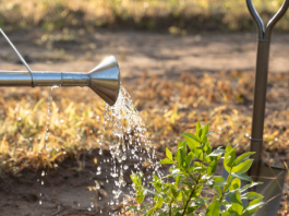 Как сэкономить на поливе участка с помощью абиссинской скважины