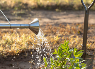 Как сэкономить на поливе участка с помощью абиссинской скважины