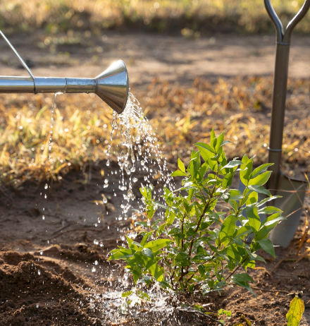 Как сэкономить на поливе участка с помощью абиссинской скважины