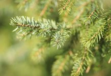 Живая ель: на что обратить внимание при выборе