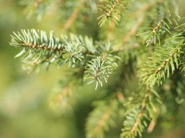 Живая ель: на что обратить внимание при выборе