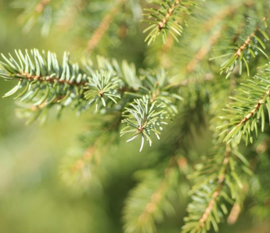 Живая ель: на что обратить внимание при выборе