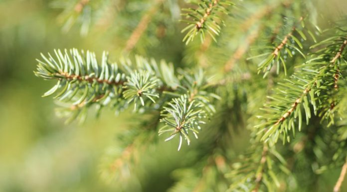 Живая ель: на что обратить внимание при выборе