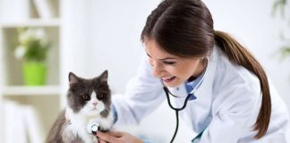 Ветеринарная помощь на дому: как работает современная выездная ветеринария