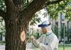 Инъекции для деревьев: современный подход к защите и лечению Инъекции для деревьев: современный подход к защите и лечению